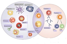 Edinsel Bağışıklık Özellikleri ve Faydaları Nelerdir? Edinsel Bağışıklık Özellikleri ve Faydaları Nelerdir?