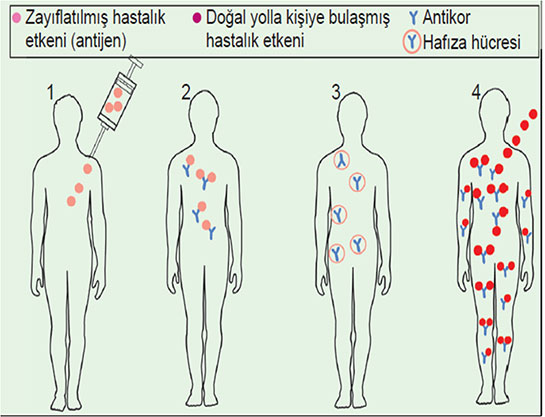 Aktif Bağışıklık Özellikleri ve Faydaları Nelerdir?