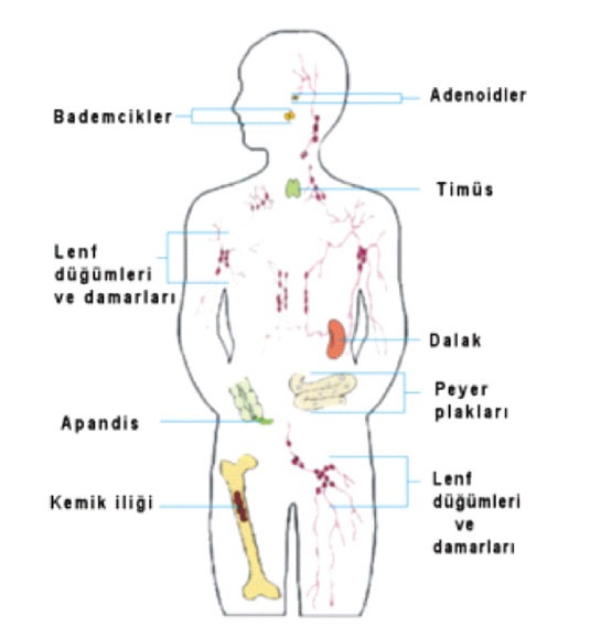 Bağışıklık Sistemi Organları Nelerdir? Bağışıklık Sistemi Organları Nelerdir?