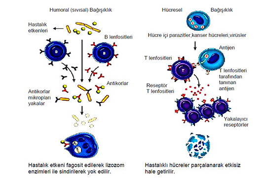 Hücresel Bağışıklık Sistemi